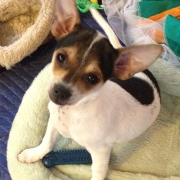 Meet your Posher, Sue - Picture 1 of 1